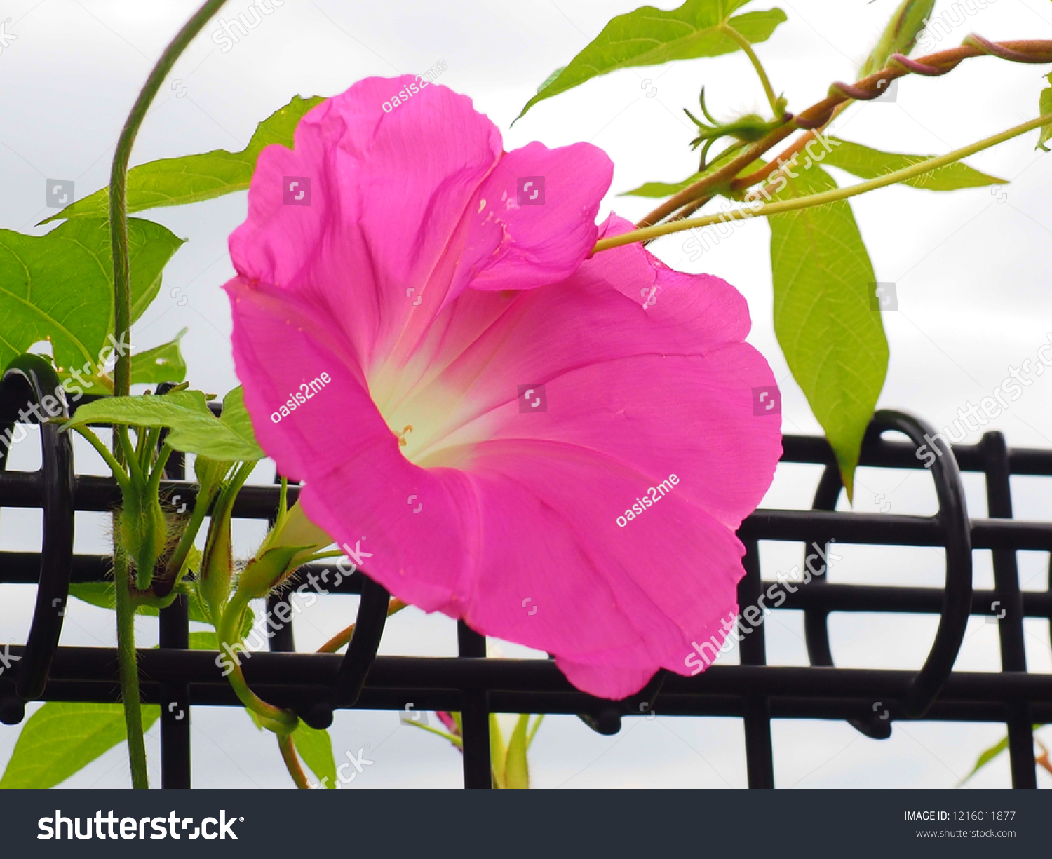 Morning Glory Called Asagao Japanese Stock Photo Edit Now