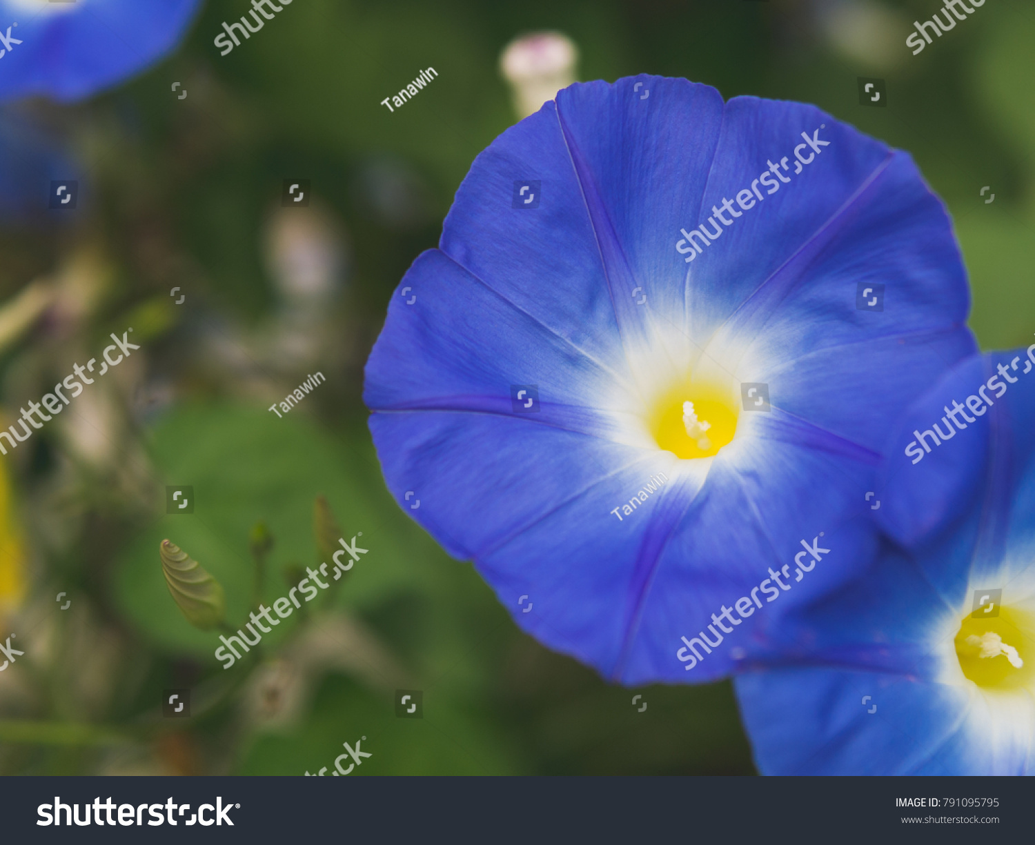 Morning Glory Flower Asagao Flower Stock Photo Edit Now