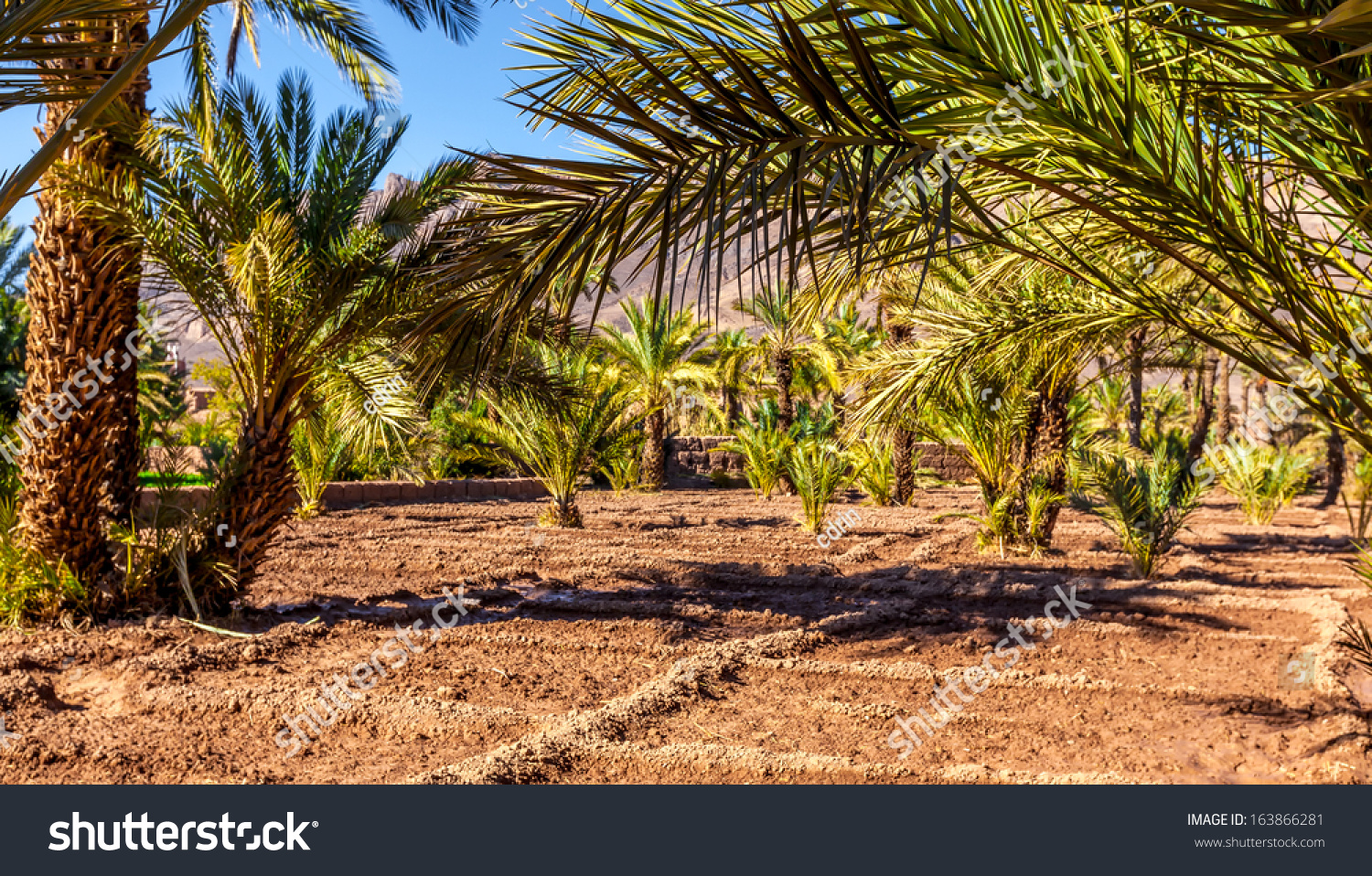 Morocco Oasis Irrigated Garden Plots Under Stock Photo Edit Now