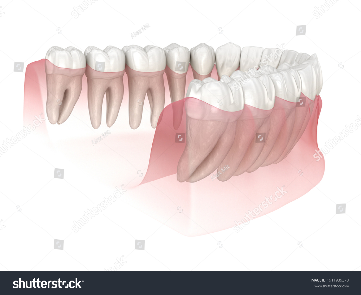 Morphology Human Teeth Medically Accurate Tooth Stock Illustration ...