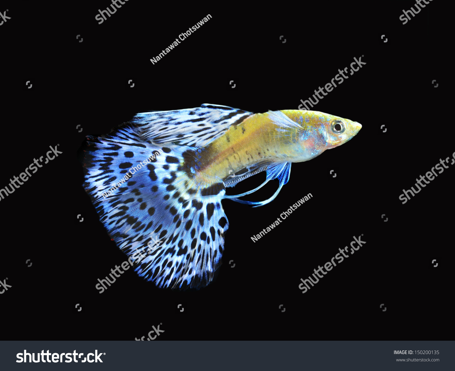 Mosaic Guppy Fish Isolated On Black Stock Photo 150200135 : Shutterstock