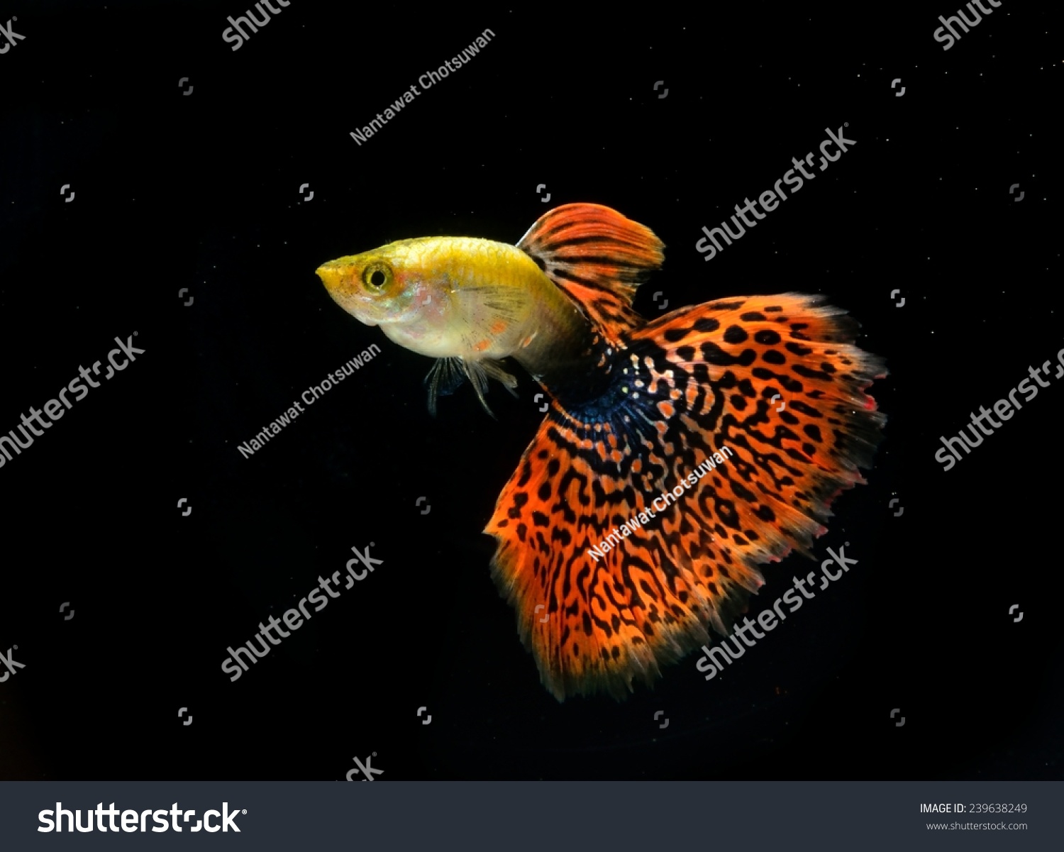 Mosaic Guppy Isolated On Black Stock Photo 239638249 : Shutterstock