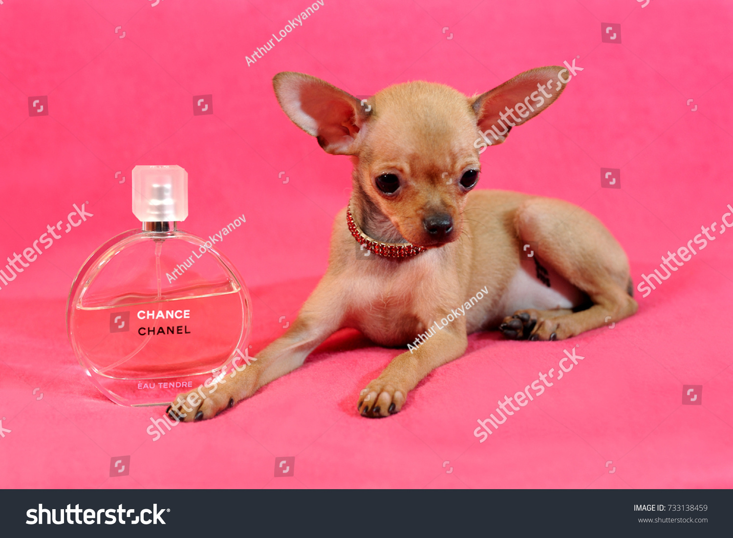 chanel dog perfume