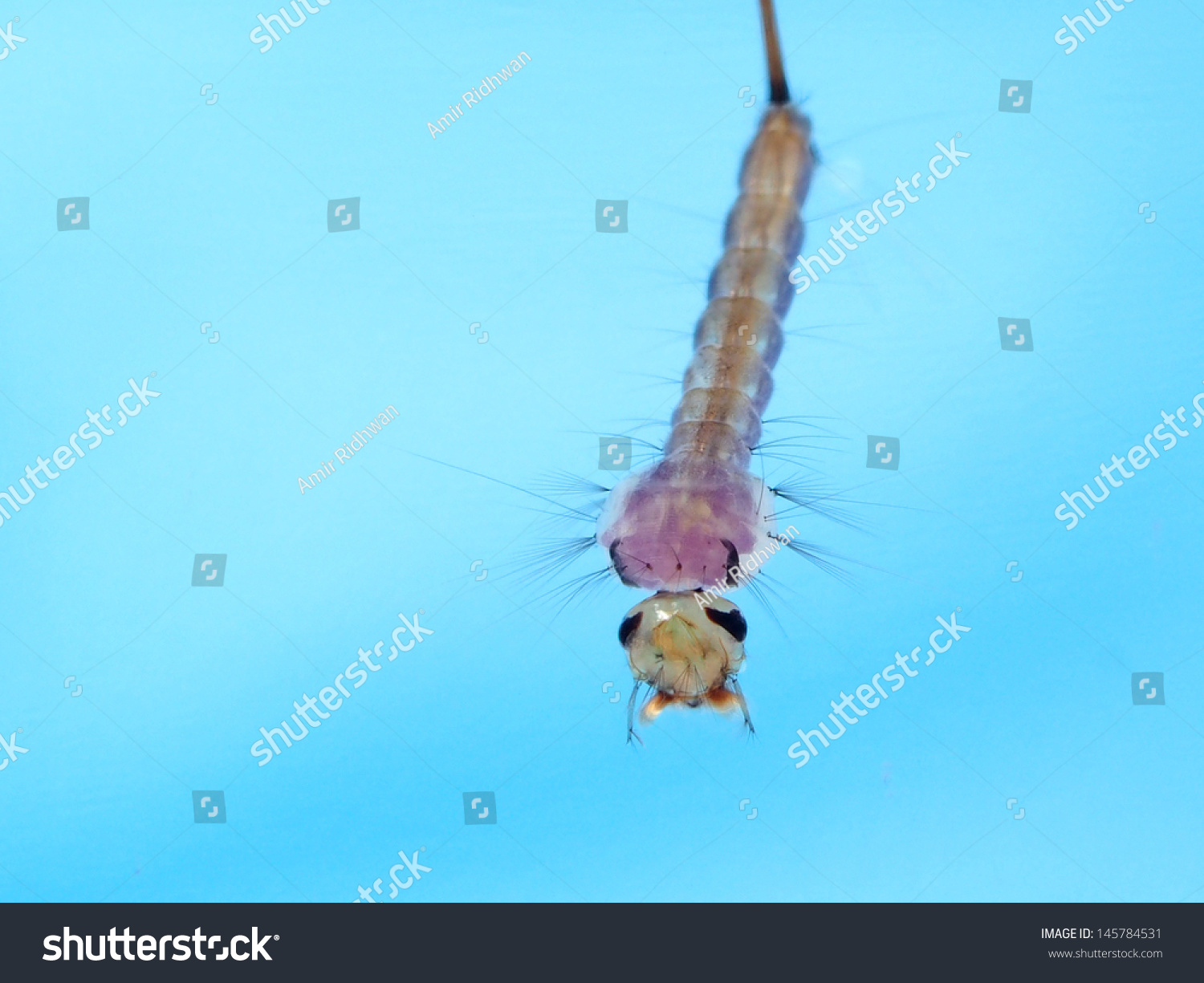 Mosquito Larva Clear Water Stock Photo 145784531 - Shutterstock