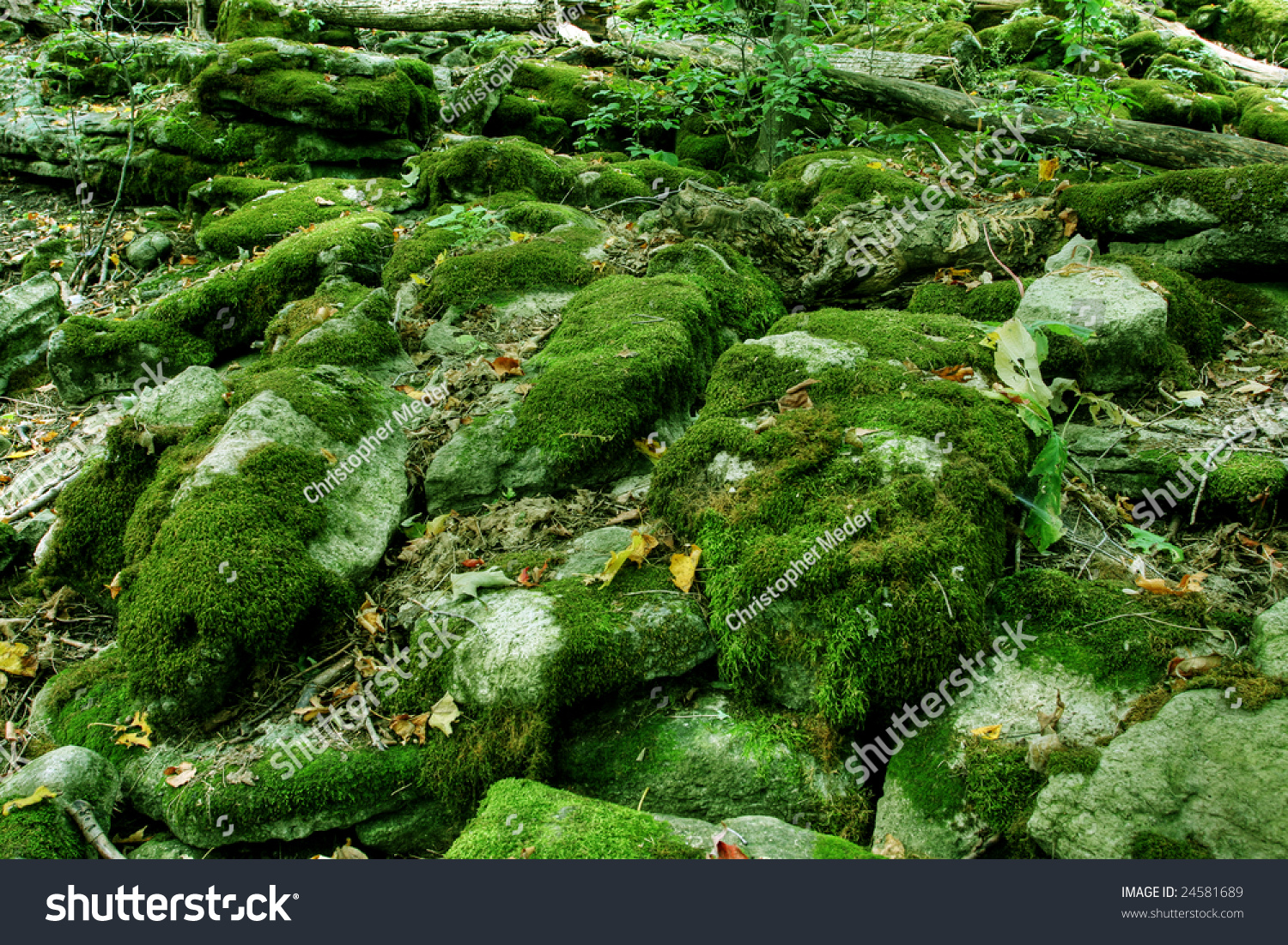 Moss Covered Wet Rocks Tropical Rainforest Stock Photo 24581689