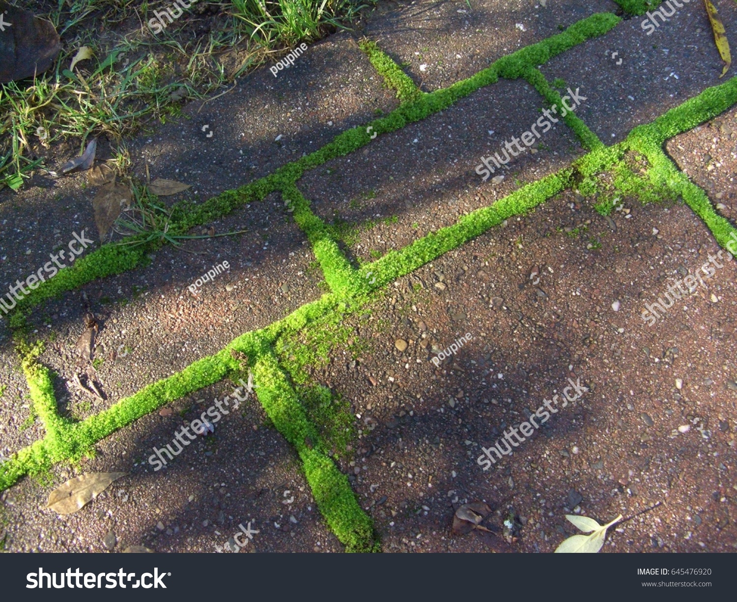 Moss Growing Between Stones On Patio Stock Photo Edit Now 645476920