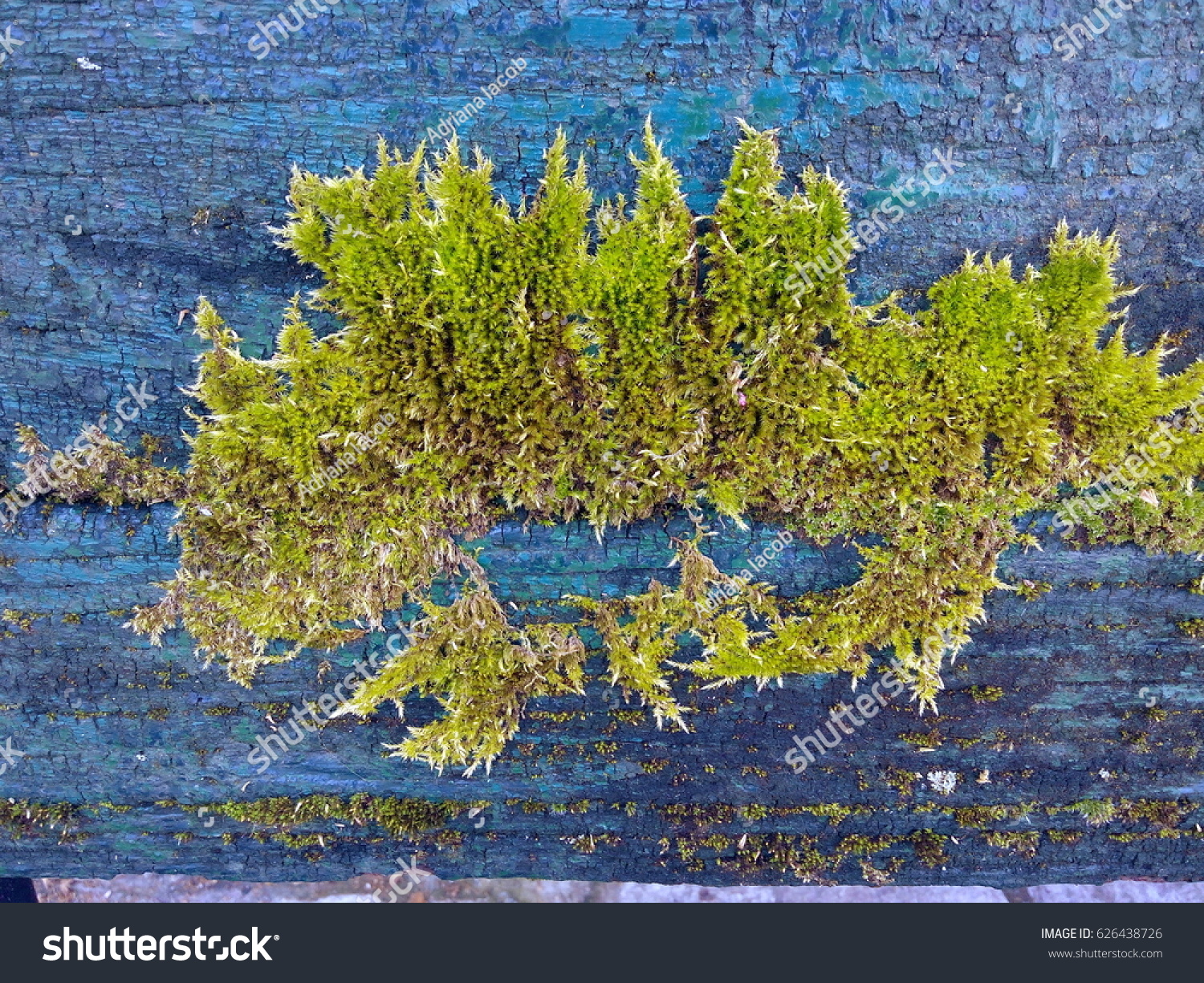 Moss Growing On Wooden Bench Flaking Stock Photo Edit Now 626438726