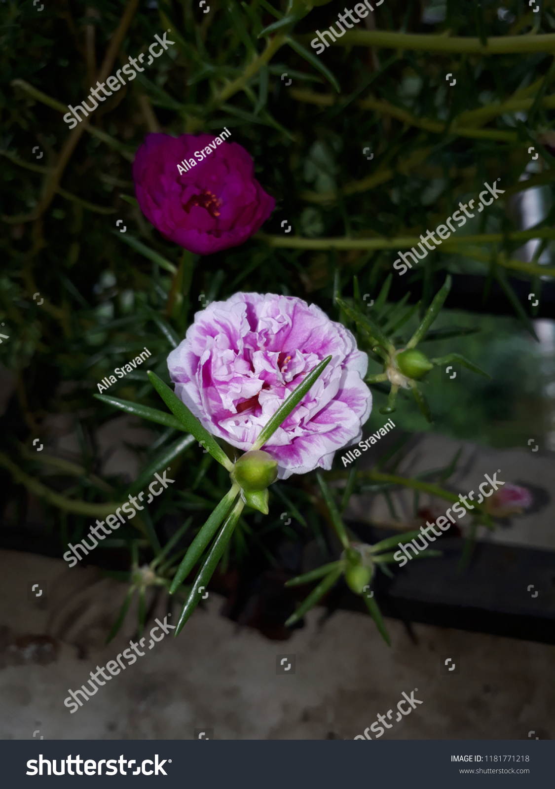 Moss Rose Called Portulaca Grandiflora Indian Stock Photo Edit Now Moss Rose Called Portulaca Grandiflora Indian Stock Photo Edit Now
