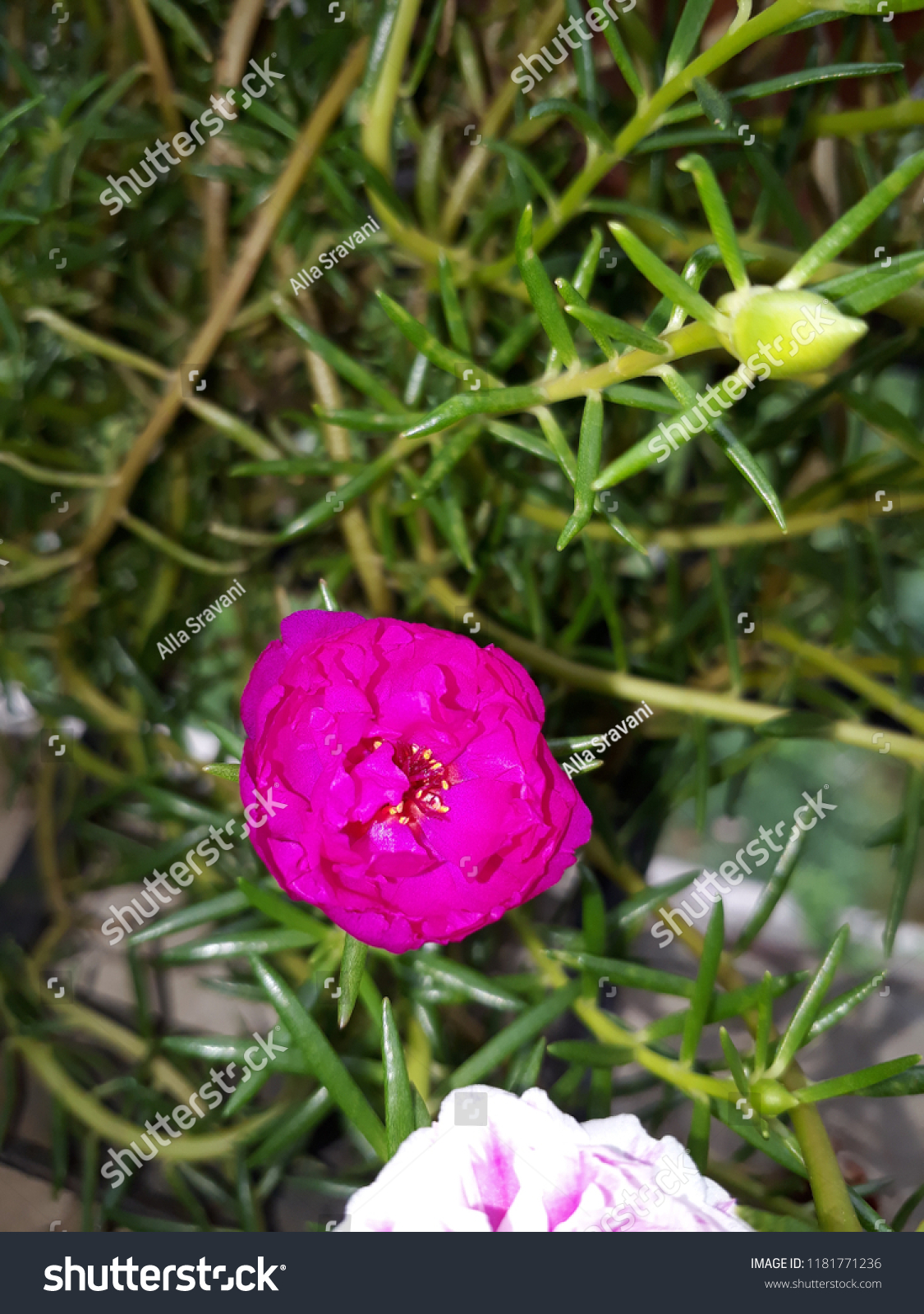 Moss Rose Called Portulaca Grandiflora Indian Stock Photo Edit Now