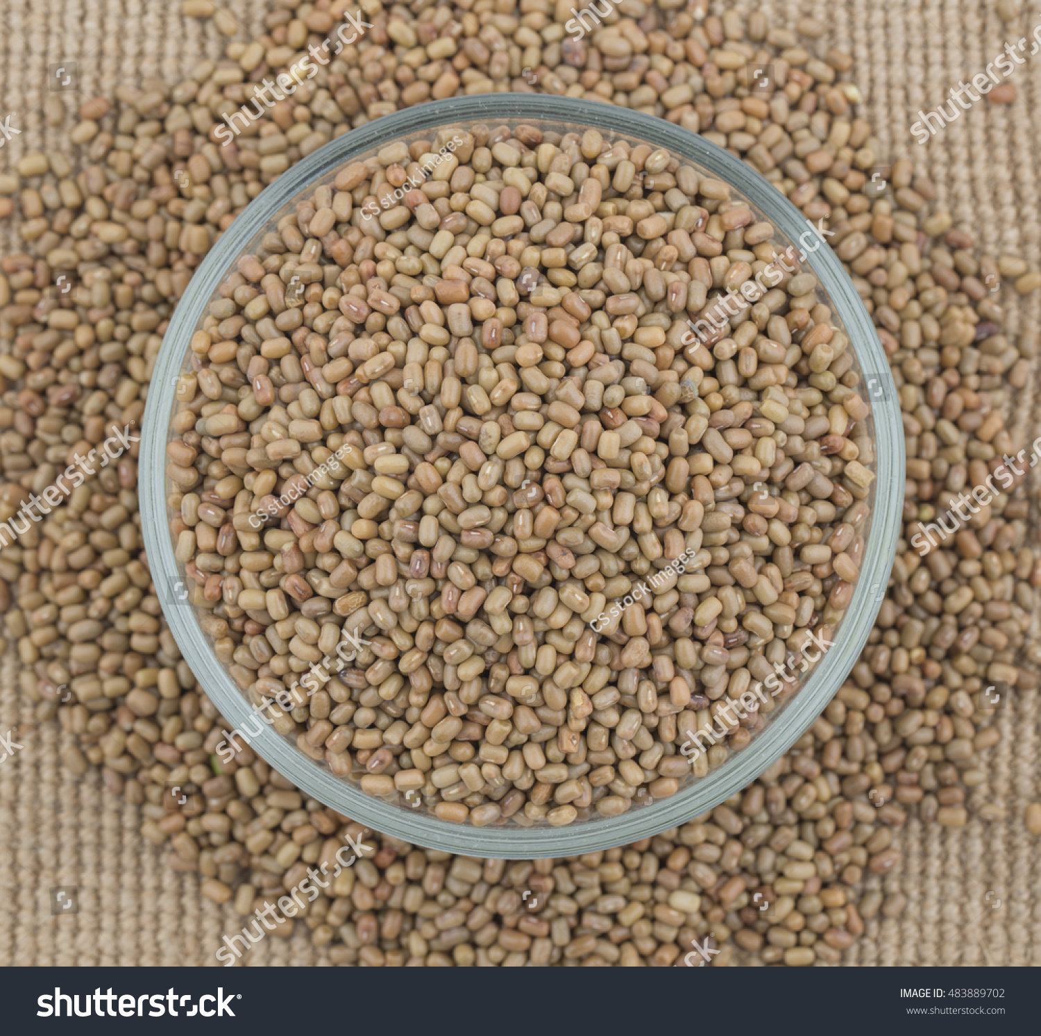 Moth Beans ( Vigna Aconitifolia ) Stock Photo 483889702 : Shutterstock