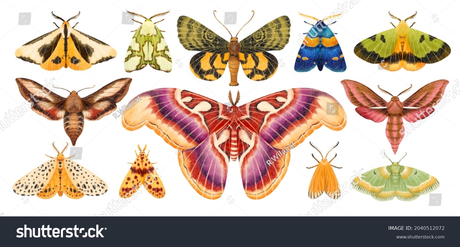 17,254 Moth watercolor Images, Stock Photos & Vectors | Shutterstock