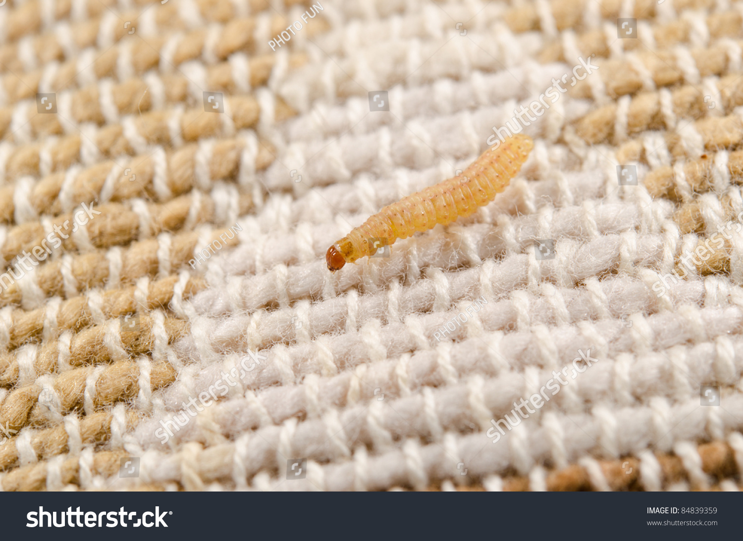 Moth Larva Wandering On Cotton Stock Photo 84839359 : Shutterstock