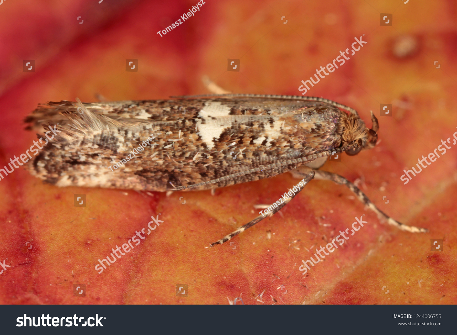 Moth Leek Moth Onion Leaf Miner Stock Photo (Edit Now) 1244006755