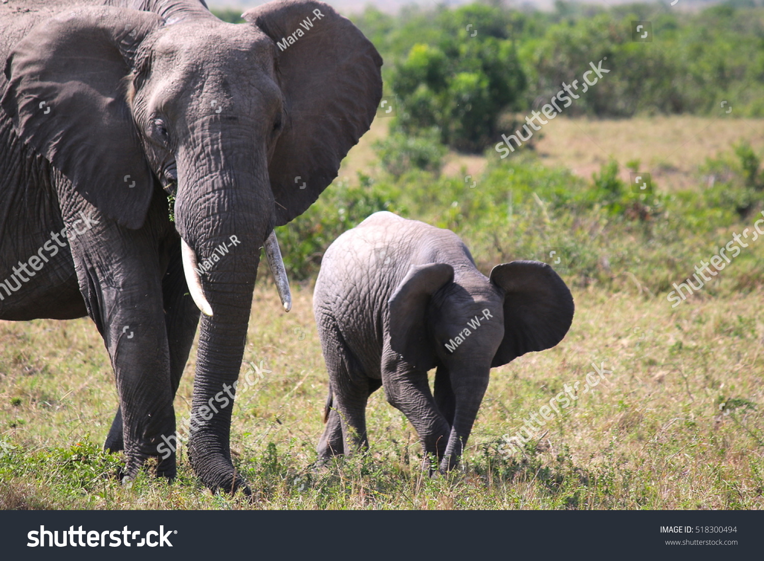 Mother Baby Elephant Walk Side By Stock Photo (Edit Now) 518300494