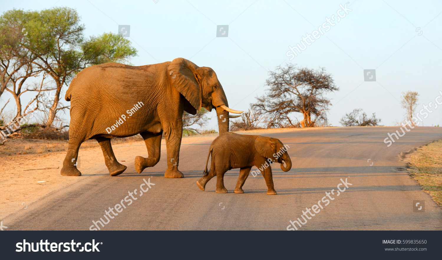 Mother Baby Elephant Walking Across Road Stock Photo Edit Now