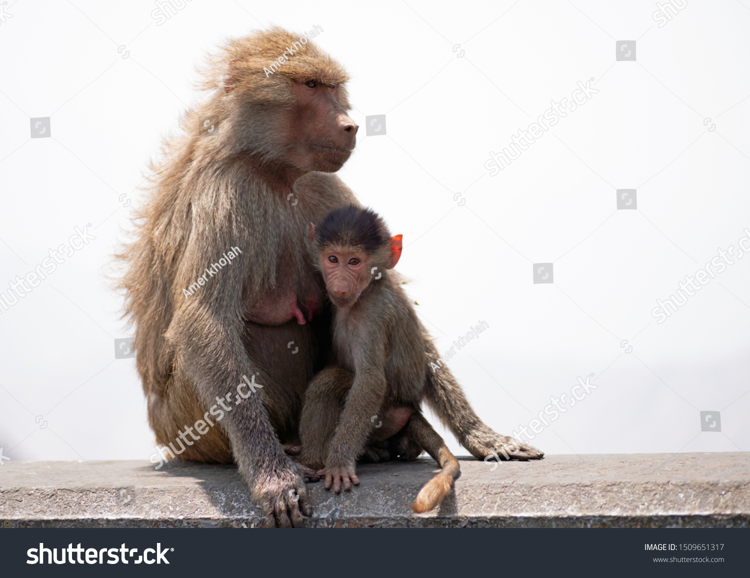 Mother Child Monkey Portrait Taif Saudi Stock Photo Edit Now