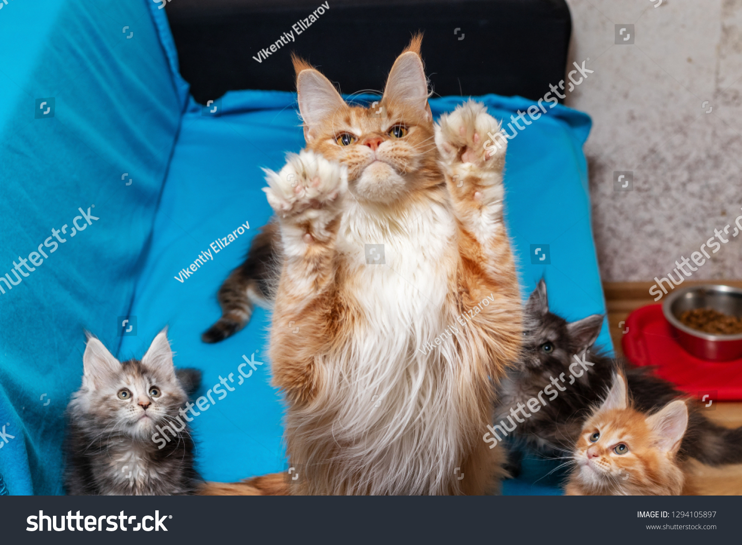 Udled skillevæg Bliv Mother Maine Coon Cat Funny Paws Stock Photo (Edit Now) 1294105897