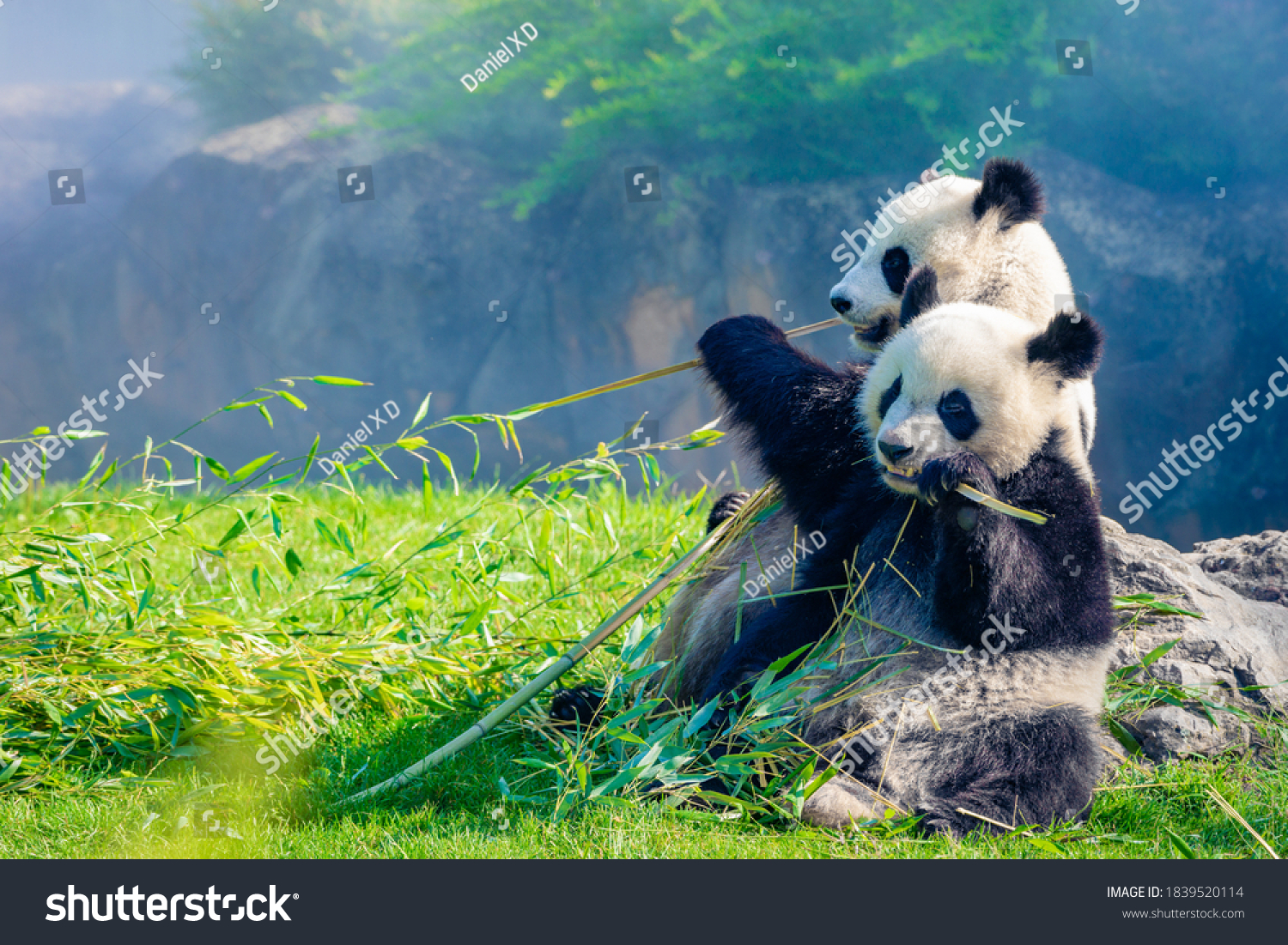 Mother Panda Her Baby Panda Snuggling Stock Photo Edit Now