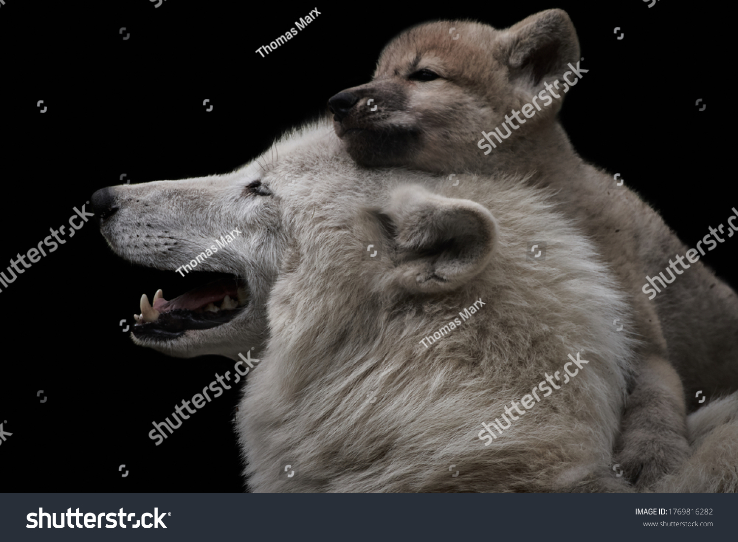 6,236 Wolf protection Images, Stock Photos & Vectors | Shutterstock