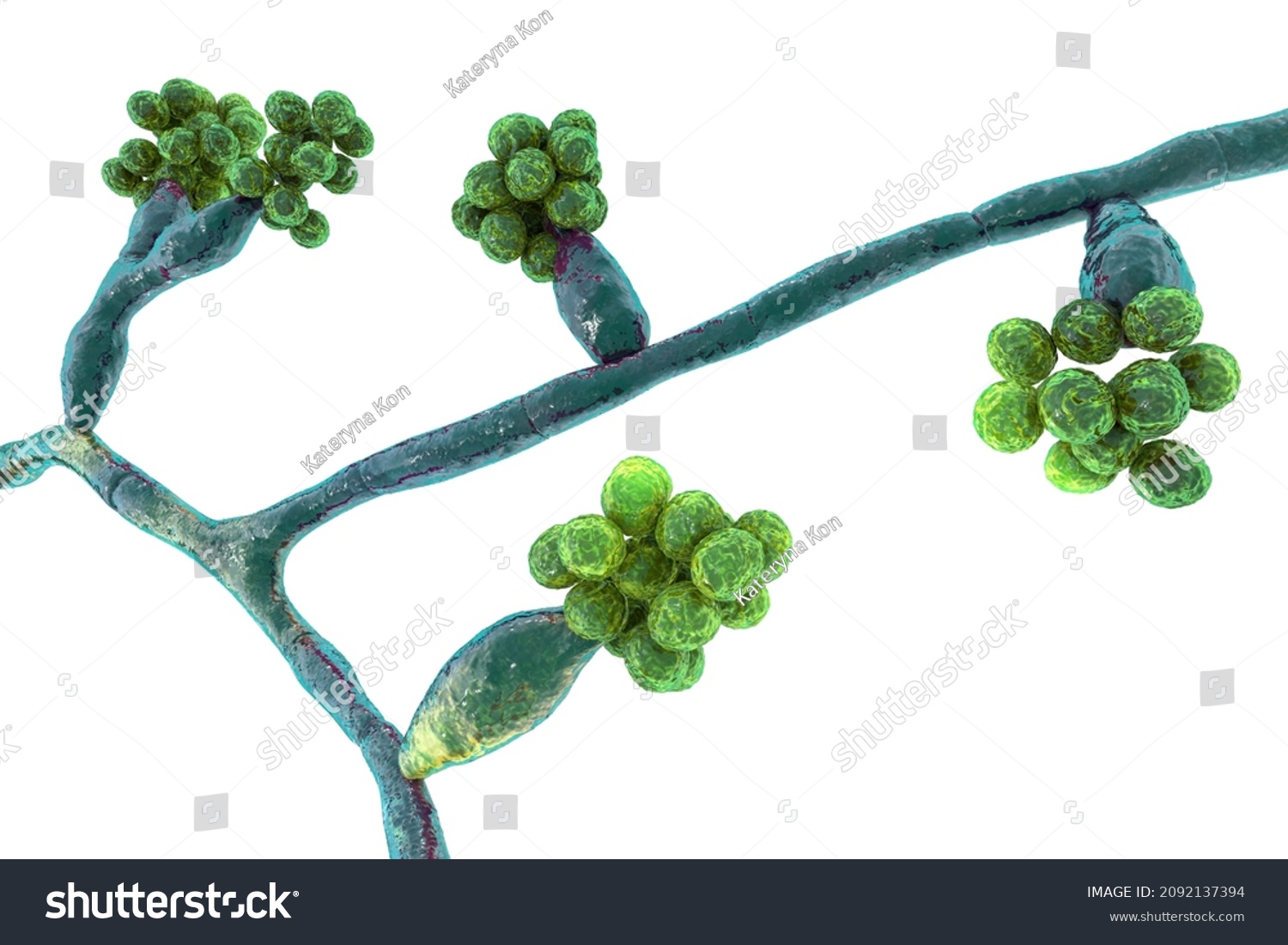 Mould Fungi Madurella 3d Illustration Microscopic Stock Illustration 2092137394