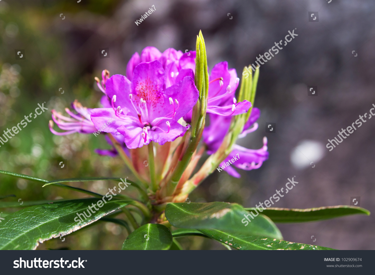 Mountain Flower Killarney National Park Ireland Stock Photo Edit