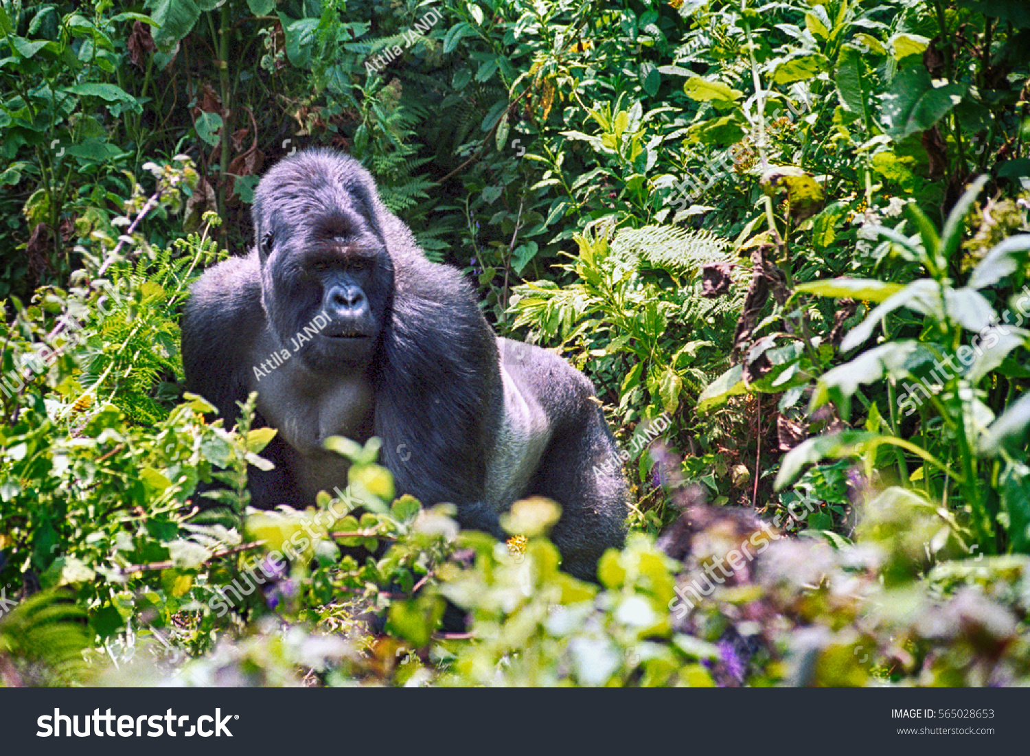 ルワンダ マウンテンゴリラ 火山国立公園 の写真素材 今すぐ編集