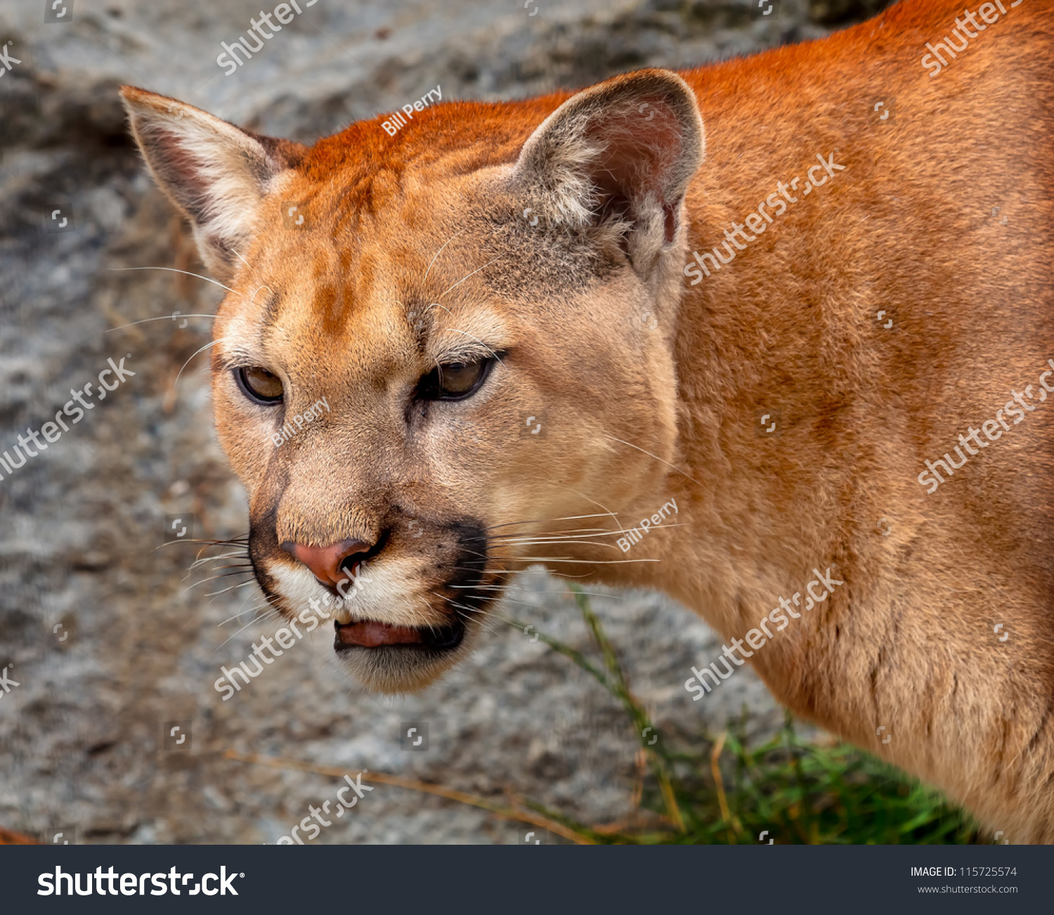 Mountain Lion Closeup Head, Cougar, Puma Concolor Predator, On Rocky ...