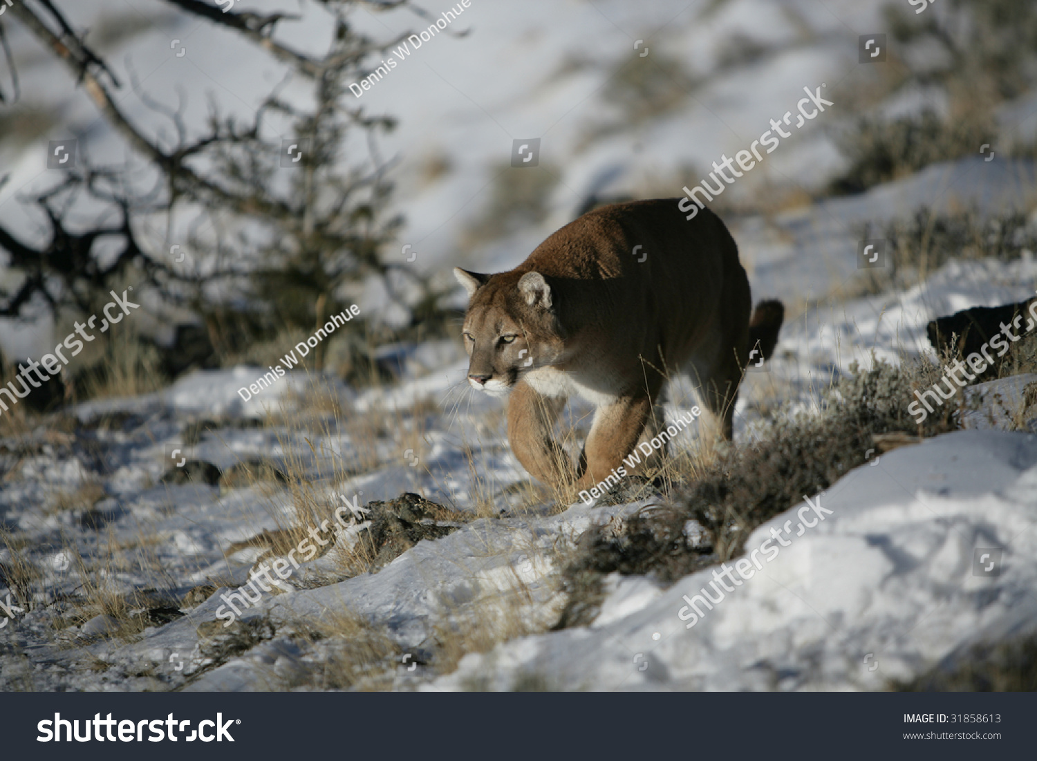 Mountain Lion Stalking Prey Stock Photo 31858613 - Shutterstock