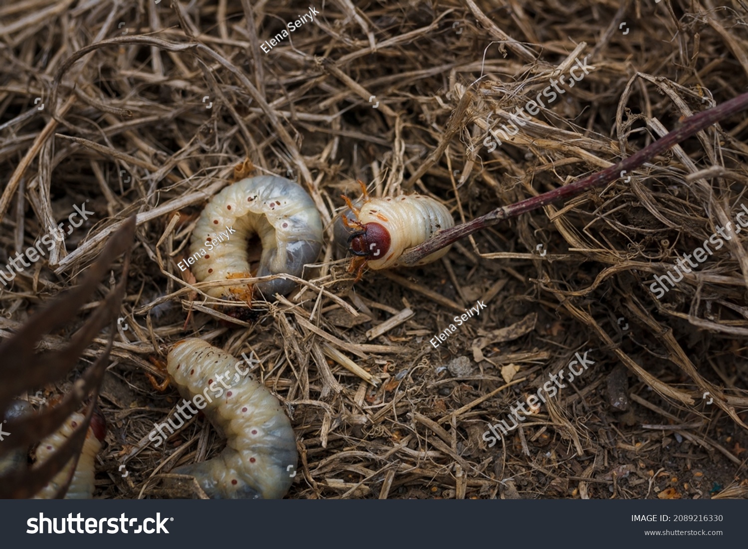 Mountain Pine Bark Beetle Larvae Close Stock Photo (Edit Now) 2089216330