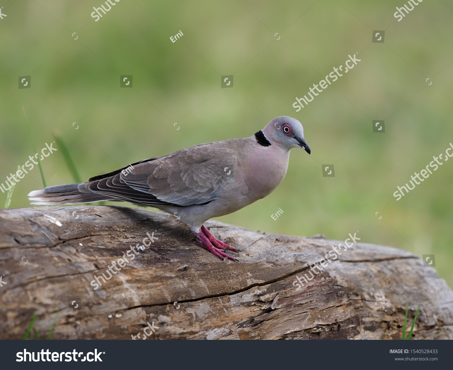 Mourning Collared Dove African Mourning Dove Stock Photo 1540528433 ...