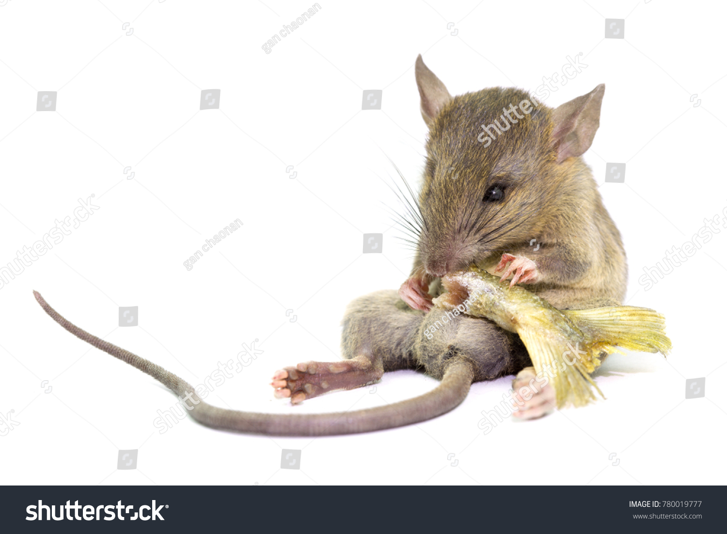 white mouse food