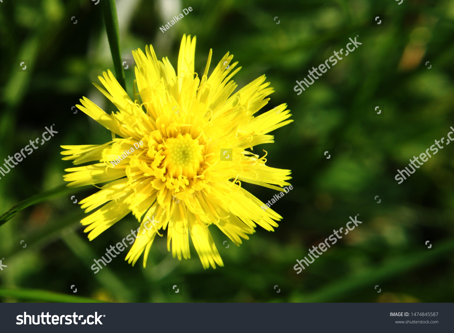 484 Hieracium pilosella Images, Stock Photos & Vectors | Shutterstock