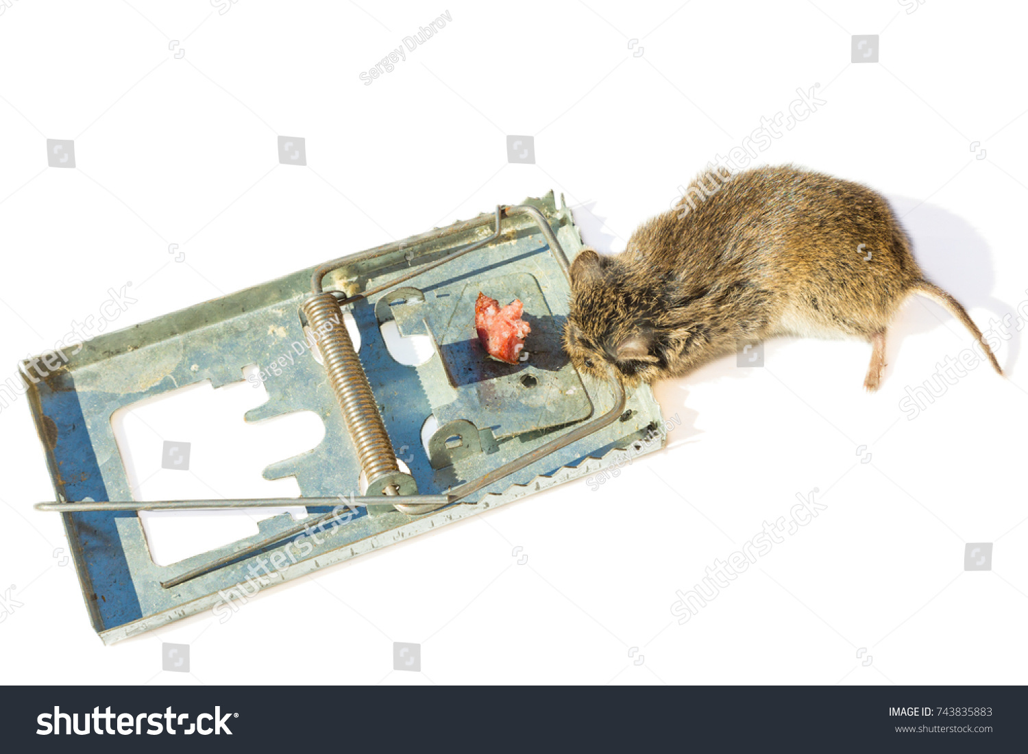 Mouse Mousetrap Isolated On White Background Stock Photo 743835883 ...