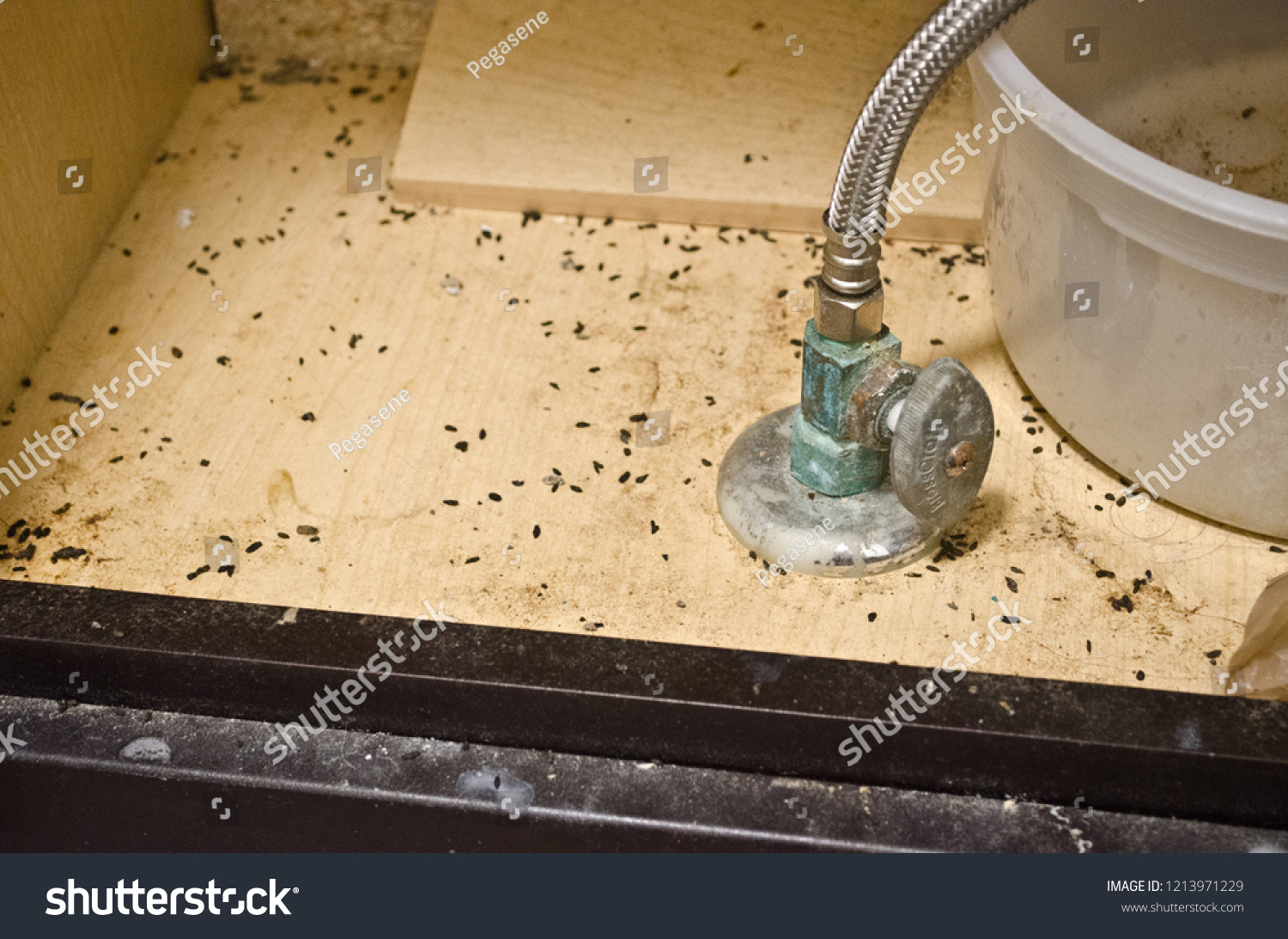 mouse poop under bathroom sink