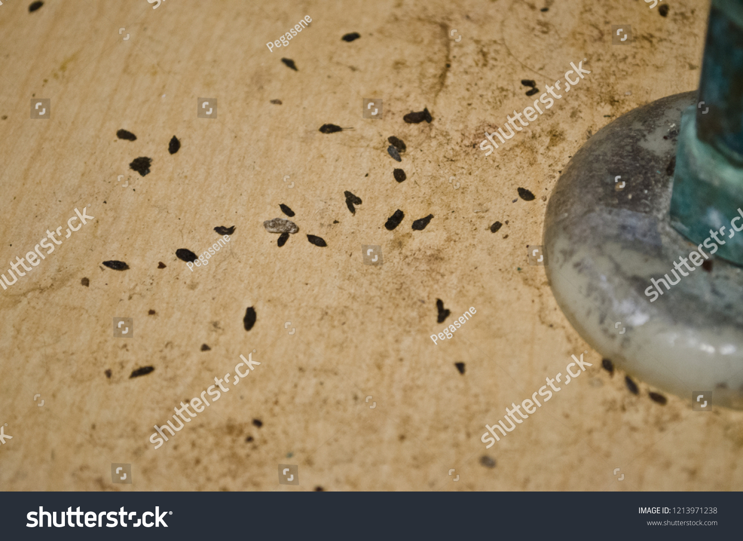 Mouse Poop Turds Feces Under Bathroom Stock Photo Edit Now 1213971238,Chipmunk Repellent Home Remedy