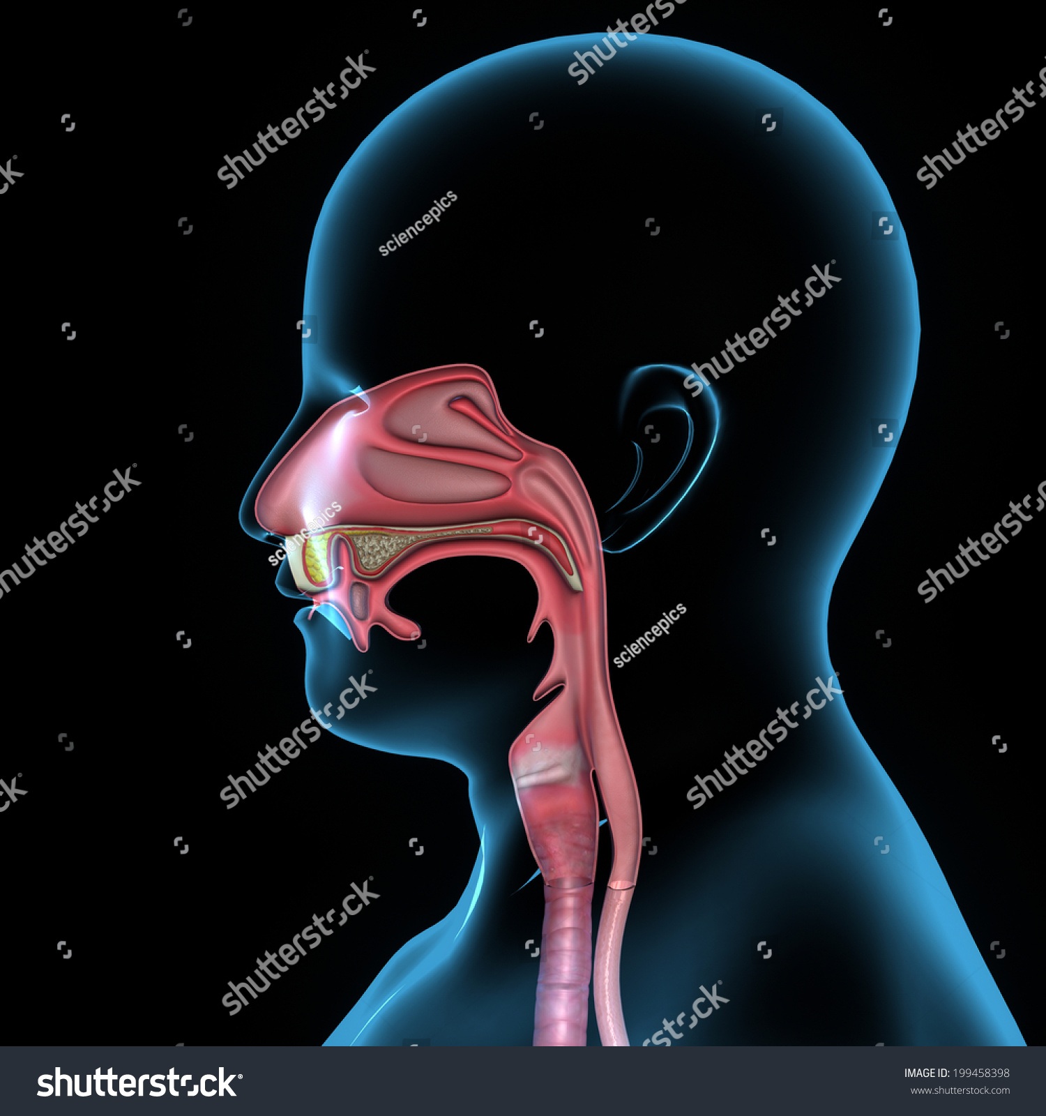 Mouth Anatomy Stock Illustration 199458398 - Shutterstock