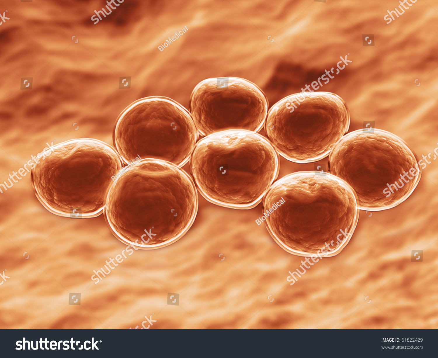 Mrsa Bacteria Stock Illustration 61822429 - Shutterstock