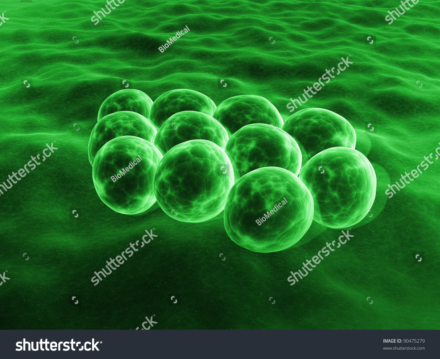 Mrsa Bacteria Stock Photo 90475279 : Shutterstock