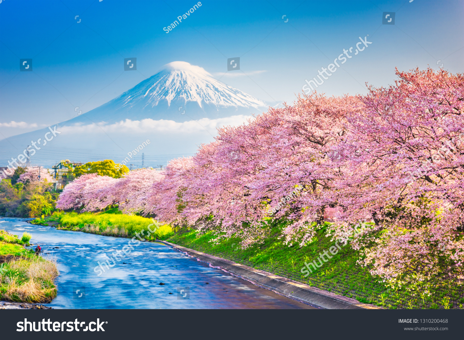 富士山 日本の春の風景 桜の花が咲く川 の写真素材 今すぐ編集