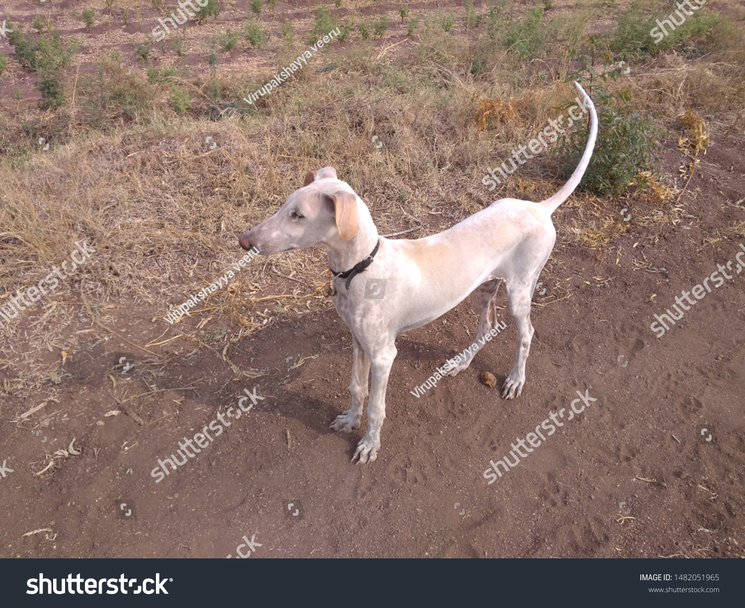 Mudhol Hound Puppy 5 Months Old Stock Photo Edit Now 1482051965