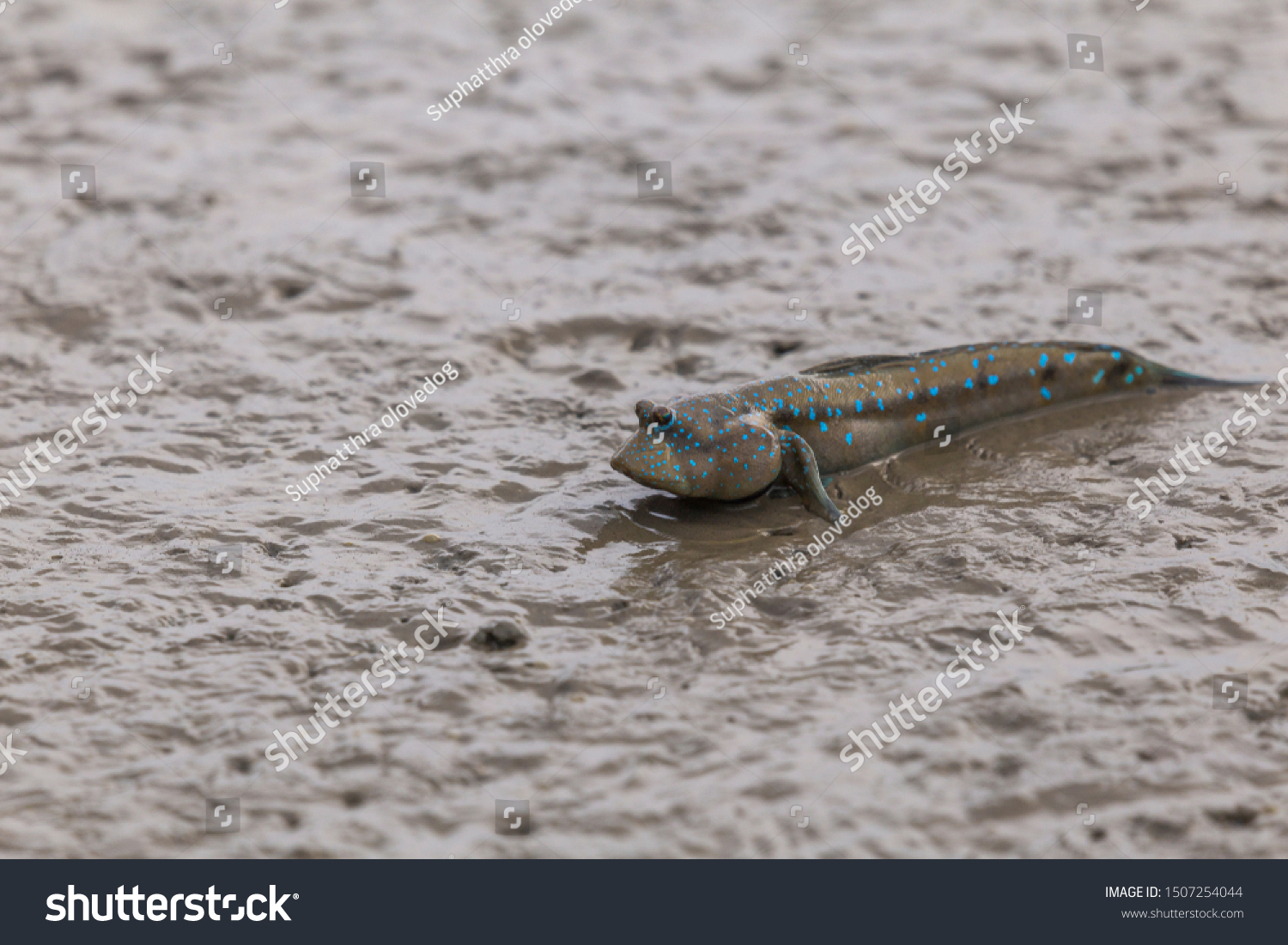 Mudskipper Amphibious Fish Mud Mangrove Forest Stock Photo 1507254044 ...