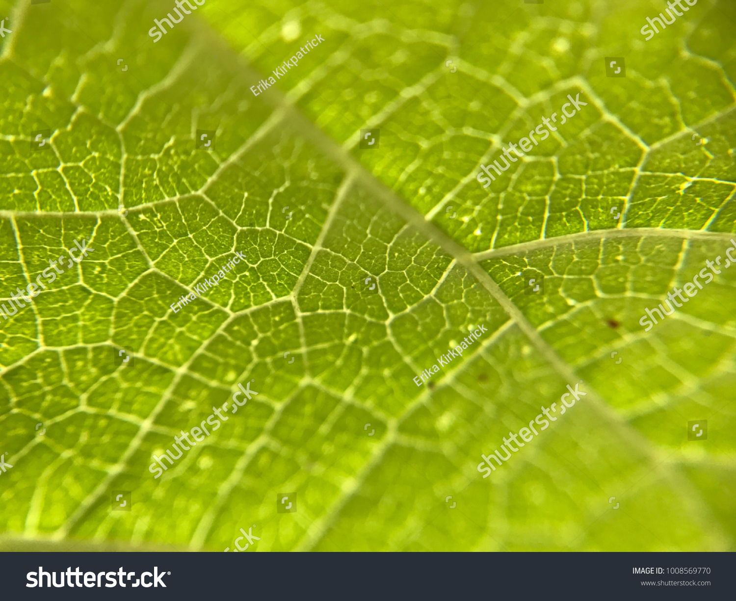Mulberry Leaf Veins Stock Photo 1008569770 | Shutterstock