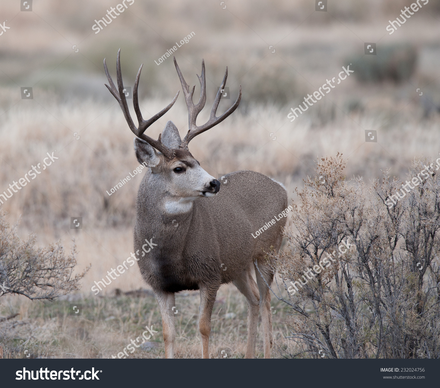 Mule Deer Bucks During Rut Stock Photo 232024756 