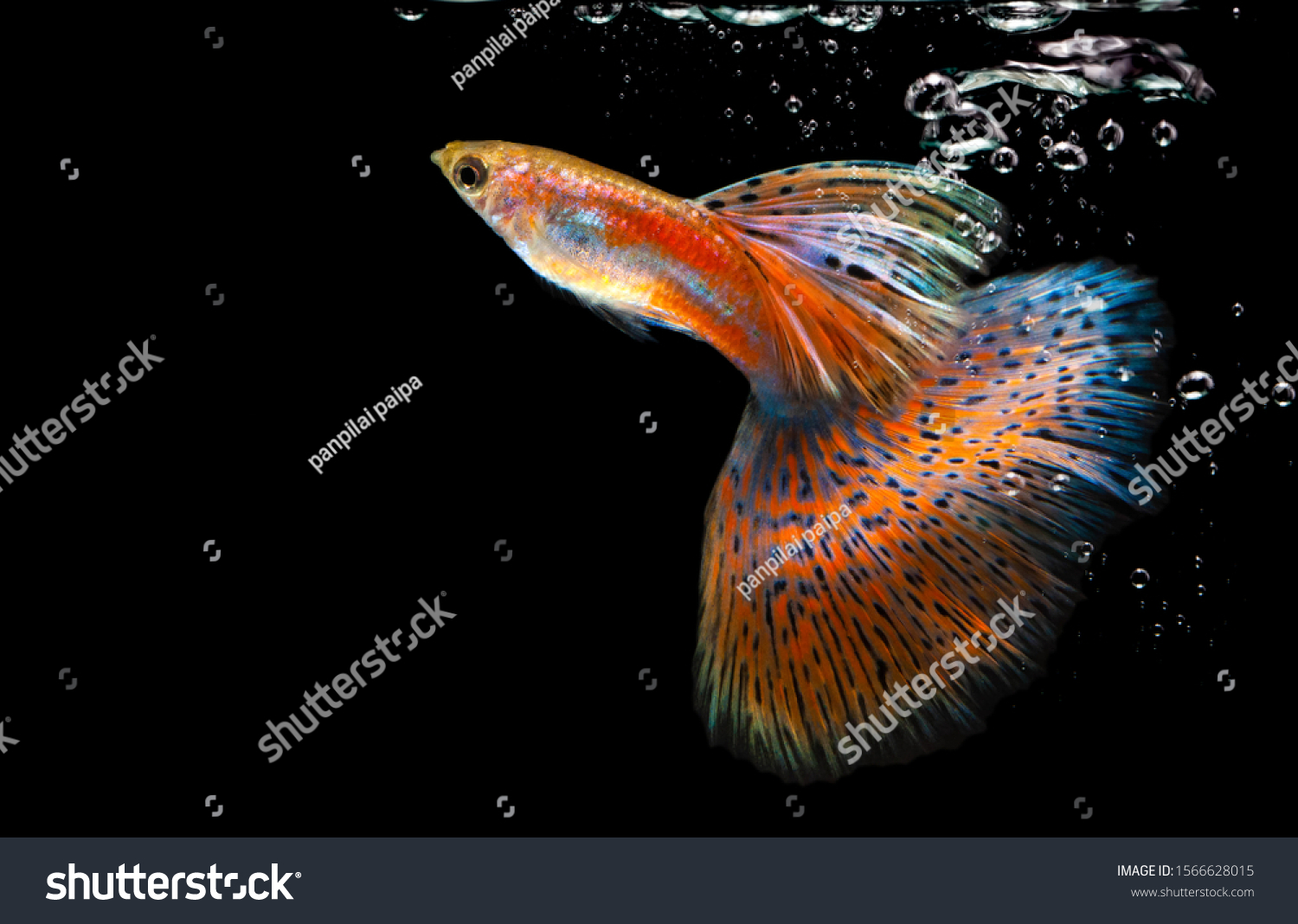 Multi Color Poecilia Reticulataon Nature Backgroundplatinum Stock Photo ...