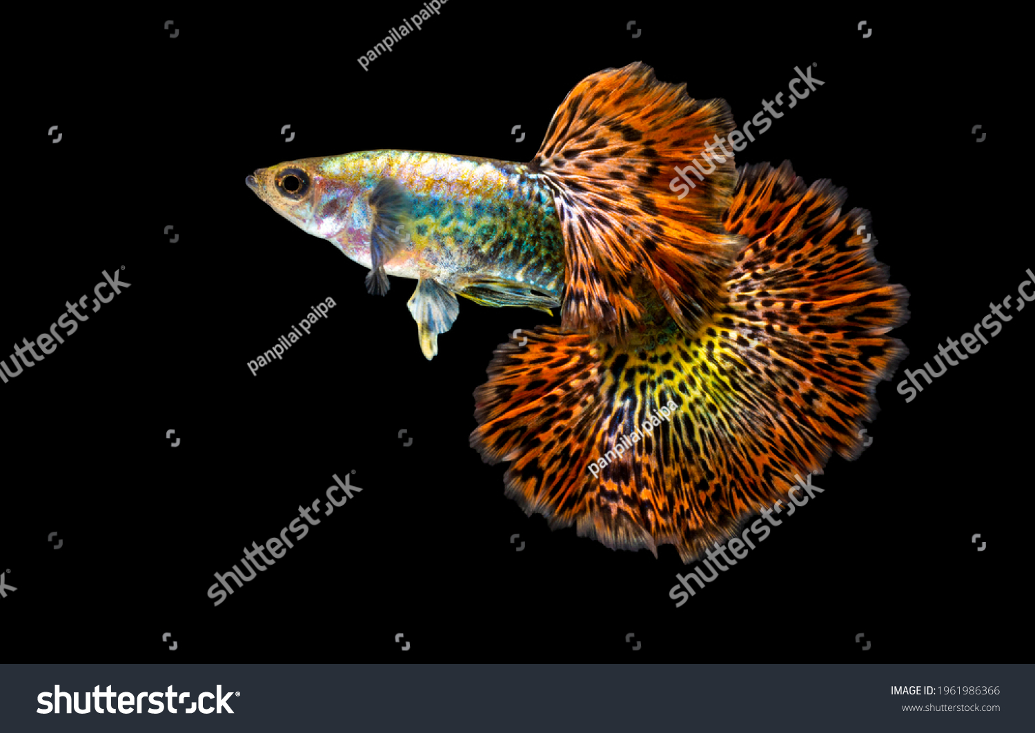 4,355 Red guppy Images, Stock Photos & Vectors | Shutterstock