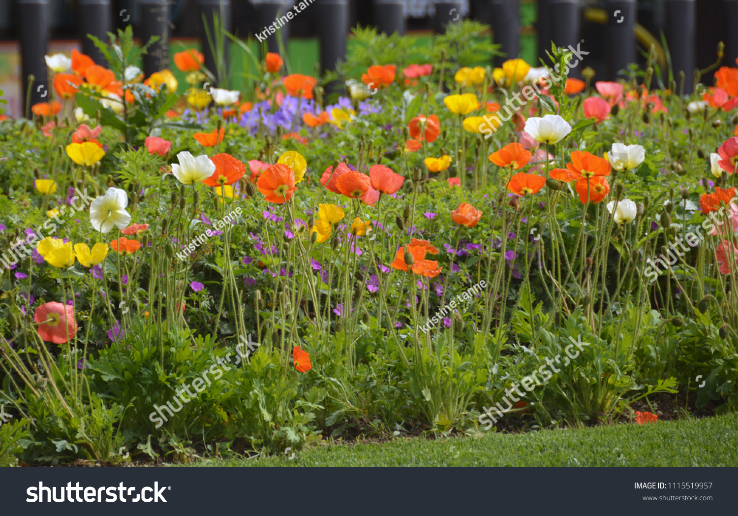 Multi Colored Poppy Flowers Field Blue Stock Photo Edit Now