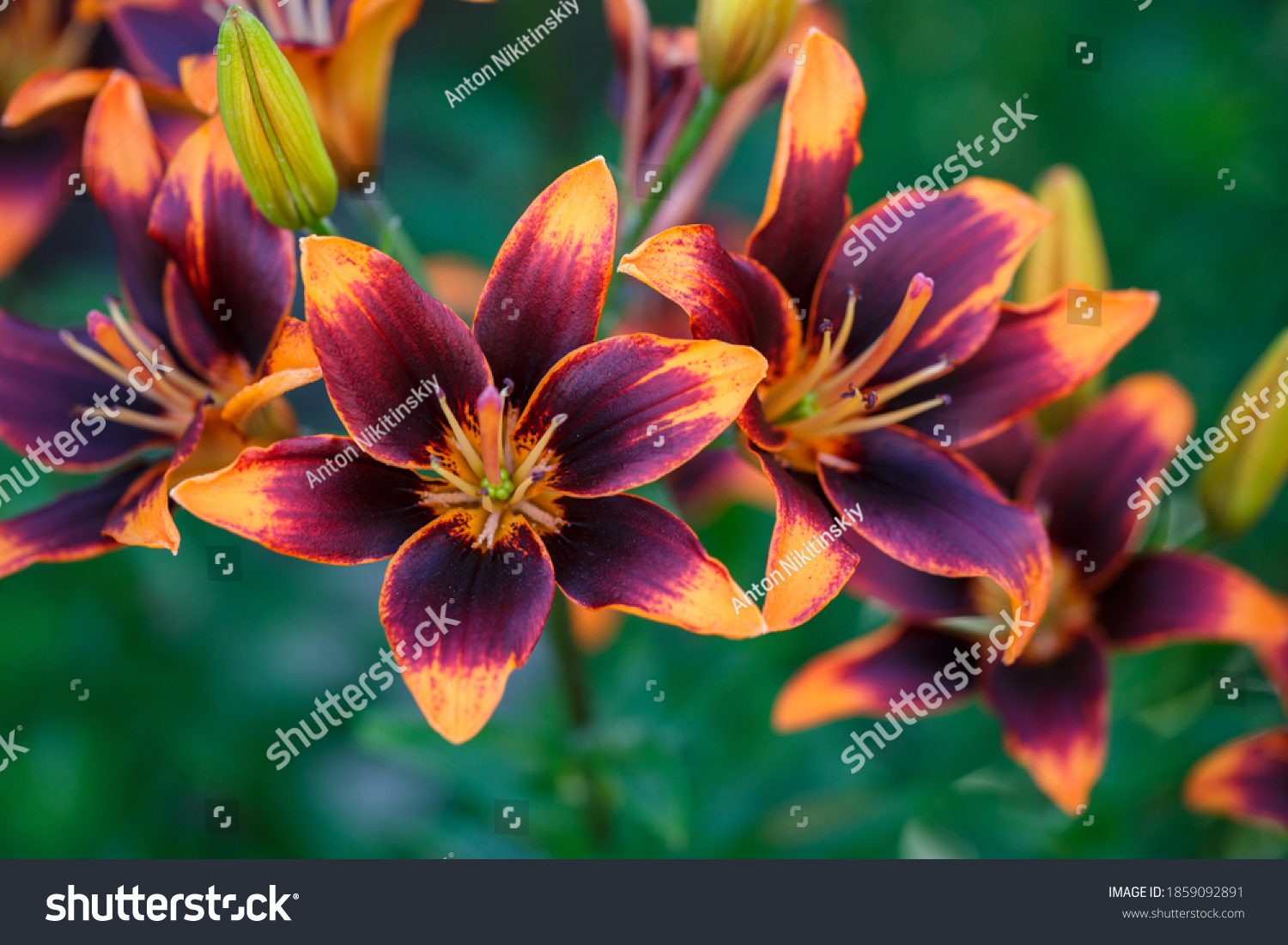 Day Lily Images Stock Photos Vectors Shutterstock Stock Photo Multicolor Garden Lilies Macro Photography On A Green Background Colorful Day Lily Flowers Close 1859092891