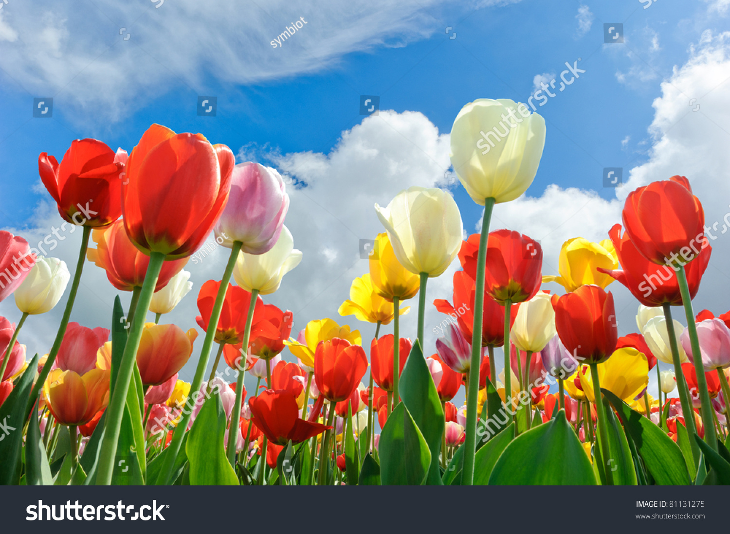 Multicolored Tulips On A Blue Sky Background Stock Photo 81131275 ...