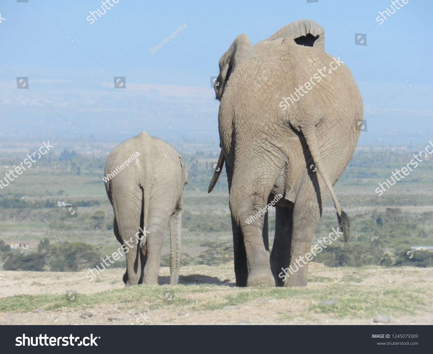 Mummy Baby Elephant Bums Walking Away Stock Photo Edit Now