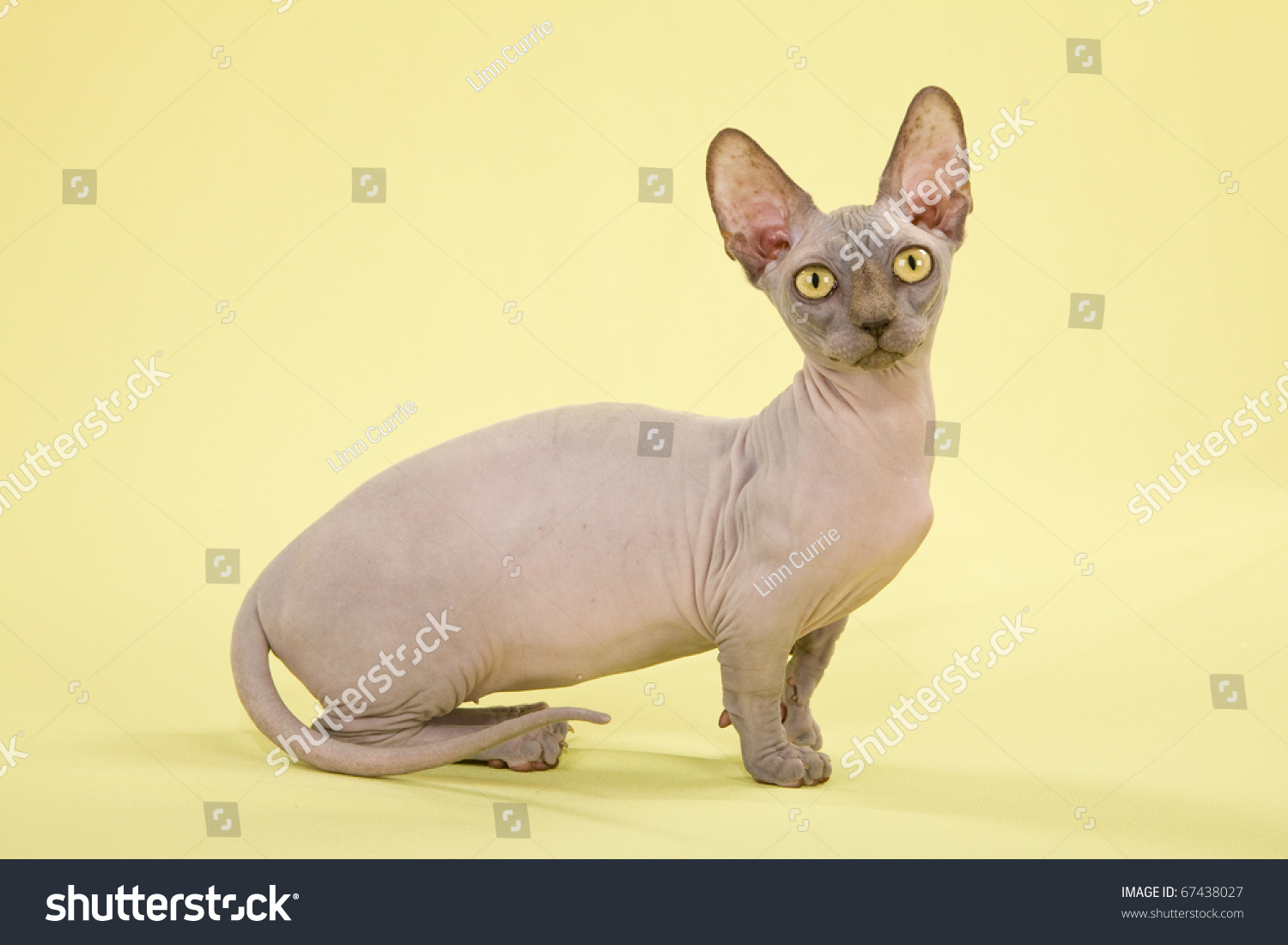 Munchkin Cross Sphynx Bambino Cat Stock Photo 67438027 - Shutterstock